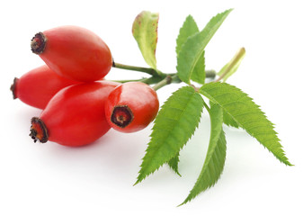 Poster - Medicinal rose hips