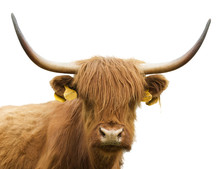 Isolated Head Of A Cow And A Bull Of Highland Cattle On A White Background. Scottish Cow On White Background. Highland Cattle Cow And Bull Are Isolated On White Background