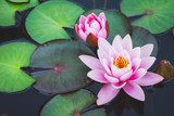 Water lily flower 