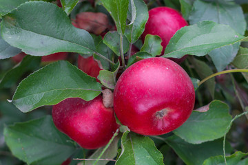 Ripe apple. Red fruits. Apple tree with fruit crop. Green and red apple. Orchard in summer. Vegetarian food. Apples on the tree. Organic food. Ecological product.