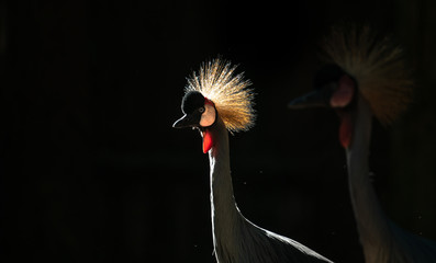 Wall Mural - grey crowned crane in dark background