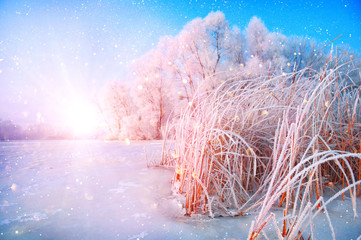 Poster - Beautiful winter landscape scene background with snow covered trees and iced river. Beauty sunny winter backdrop. Wonderland. Frosty trees in snowy forest