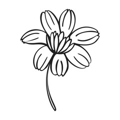 Poster - Calendula icon. Simple illustration of calendula vector icon for web design isolated on white background