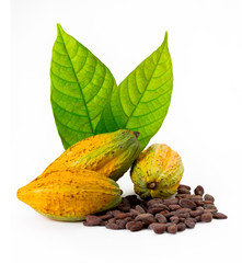 Cocoa pods with Cocoa leaf on a white background