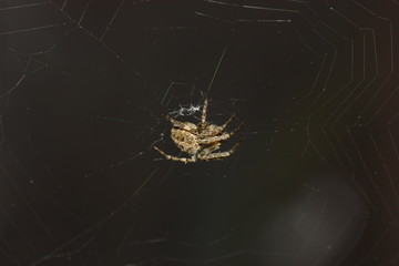 spider on the web