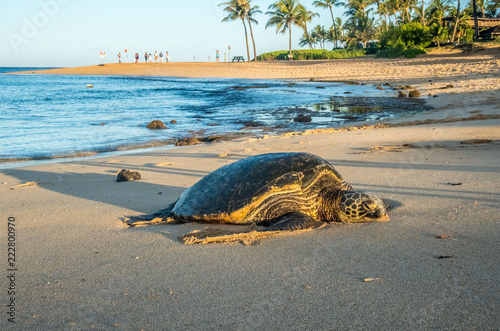 Fotografie, Obraz Honu (Hawaiin Sea Turtle) come on shore to rest