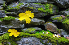 Yellow Autumn Leaves On Stone Wall Covered With Green Moss.