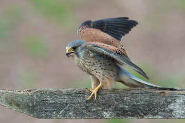 Wall Mural - Kestrel (Falco tinnunculus)/Kestrel perched on a fence in a field