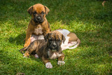 Fototapeta Psy - Boxer puppies on the grass
