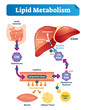 Lipid metabolism vector illustration infographic. Labeled medical scheme.