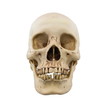 © ketsiam - Human skull isolated on a white background.