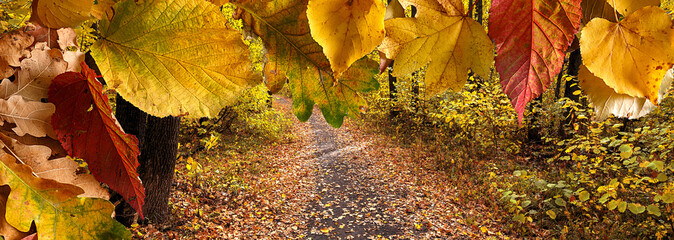 Fototapete - background of autumn colored leaves, panoramic banner