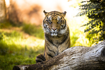 sitting tiger looking aggressivey  direct in camera