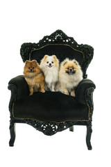 Three cute cream and brown Pomeranian - Dwarf Spitz dogs sitting in a black baroque chair  isolated on a white background