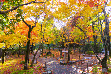 Wall Mural - autumn season scene background nature in the park in kyoto, japan.