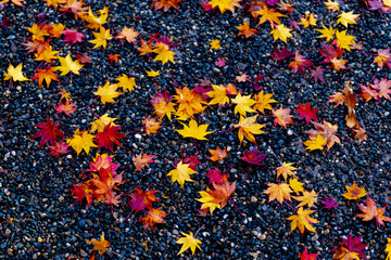 Wall Mural - autumn season scene background nature in the park in kyoto, japan.