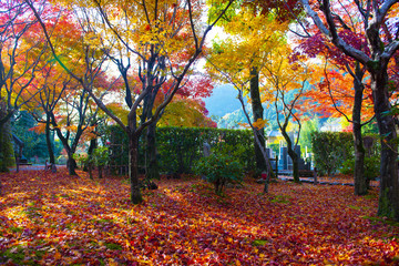 Wall Mural - autumn season scene background nature in the park in kyoto, japan.