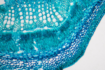 Poster - Cells in the microscope