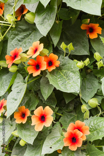 Fotografija black-eyed Susan vine - thunbergia alata