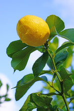 Orchard Grove Of Lemon Trees With Bright Citrus Fruit Growing On Trees Against A Blue Sky