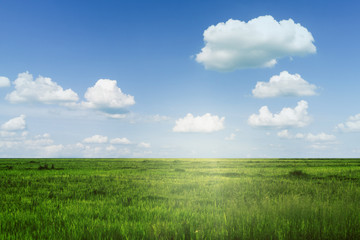 Wall Mural - green grass and blue sky