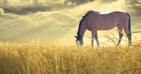 Wall Mural - Horse grazing in field