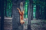 Fototapeta Zwierzęta -  squirrel