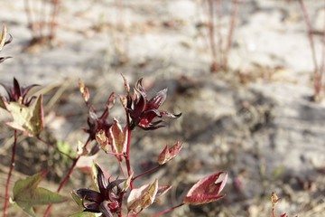 Wall Mural - Red calyces of Roselle plants (Hibiscus sabdariffa)