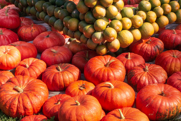 Huge Pumpkin in various colors which can celebrate the holiday season