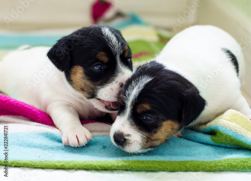 Purebred Jack Russell Terrier Puppies Buy This Stock Photo And