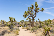 HIkers On Boy Scout Trail With Joshua Trees (Yucca Brevifolia) In Joshua Tree National Park, California