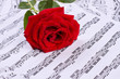 Rose with dew on musical sheets. Musical notes with red rose background.