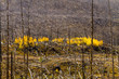 © Teri - Fall in Steamboat Springs Colorado