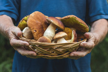 Man Holding A Wicker Basket Full Of Beautiful Edible Mushrooms In His Hands. 