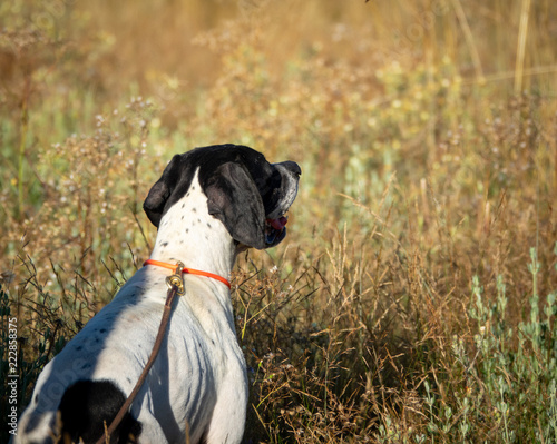 Rear View Of Pointer Dog With Short Hair Buy This Stock Photo
