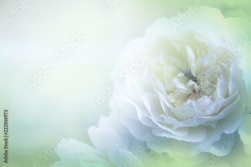 Dekoracja na wymiar  kwiaty-roz-rozmyte-w-swietle