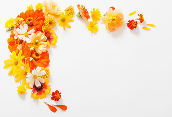 Wall Mural - yellow and orange flowers on white background