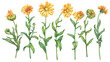 Set orange Calendula officinalis (also known as the field, marigold, ruddles) flower. Watercolor hand drawn painting illustration isolated on a white background.