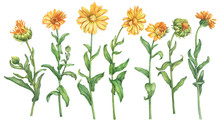 Set Orange Calendula Officinalis (also Known As The Field, Marigold, Ruddles) Flower. Watercolor Hand Drawn Painting Illustration Isolated On A White Background.