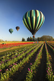 Fototapeta Tęcza - Hot air balloons over colorful fields of tulips in the Pacific Northwest