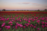 Fototapeta Tulipany - Colorful and bright spring blooms of tulips in the Pacific Northwest