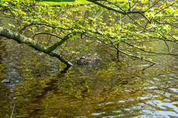 Netherlands,Lisse, VIEW OF PLANTS IN LAKE