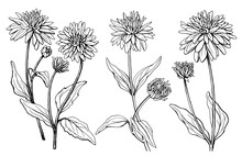 Set With Flower Of Garden Plant Rudbeckia Laciniata (also Known As Cutleaf Coneflower, Green-headed, Susan). Black And White Outline Illustration Hand Drawn Work Isolated On White Background.