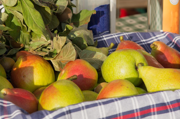 Fragrant ripe pears are harvested in the autumn on the market.