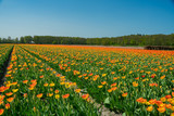 Fototapeta Sawanna - Tulips farm blossom near the famous Keukenhof