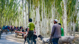 Fototapeta Na drzwi - KASHGAR, CHINA - Oct 2011: Uyghur people travel along birch tree lined roads to the weekly market at Yopurga near Kashgar in Xinjiang Uygur Autonomous Region of China