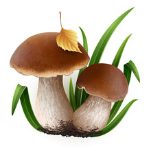 Porcini Vector Mushrooms