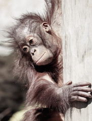 Poster - Close up of Baby Orangutan Moneky