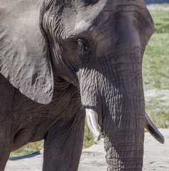 Poster - Large Elephant Portrait with Tusks