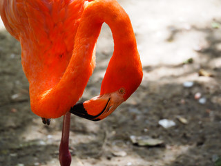 Wall Mural - Close-up of Pink Flamingo head and neck